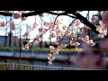 FUJIFILM X-T2 4K Trial shooting ～Early flowering Kawazu cherry blossoms～