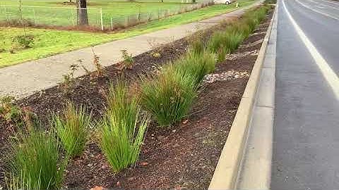 Maintaining Bioretention Cells (Rain Gardens)
