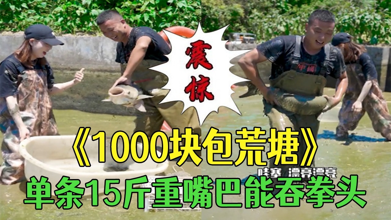 花1000塊包荒廢魚塘，單條15斤重嘴巴能吞拳頭，太震撼了  #小飛哥  #三農 #護外  #我要上熱門 #新農人計劃 #農村生活