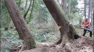 Double-Drop Hazard Hemlock Sticks