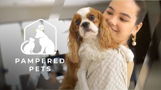 Meet Catriona Gray and Sam Milby’s lovable Cavalier King Charles Spaniels | Pampered Pets