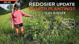 RedOsier Dogwood for Deer - Three Years of Planting Updated | Dream Farm w/ Bill Winke