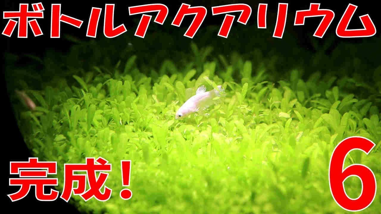ボトルアクアリウム 簡単お手軽な水草の種でボトルアクアリウム遂に完成 Youtube