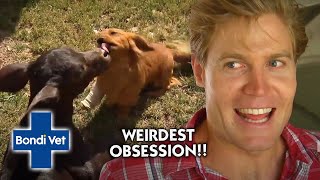 Daschund Has the WEIRDEST OBSESSION Chris Has Ever Seen! | Bondi Vet