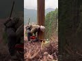 Lumberjack skunk 伐倒