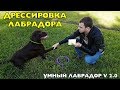 Дрессировка лабрадора. Команды