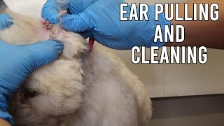 Dog Ear Hair Pulling And Cleaning