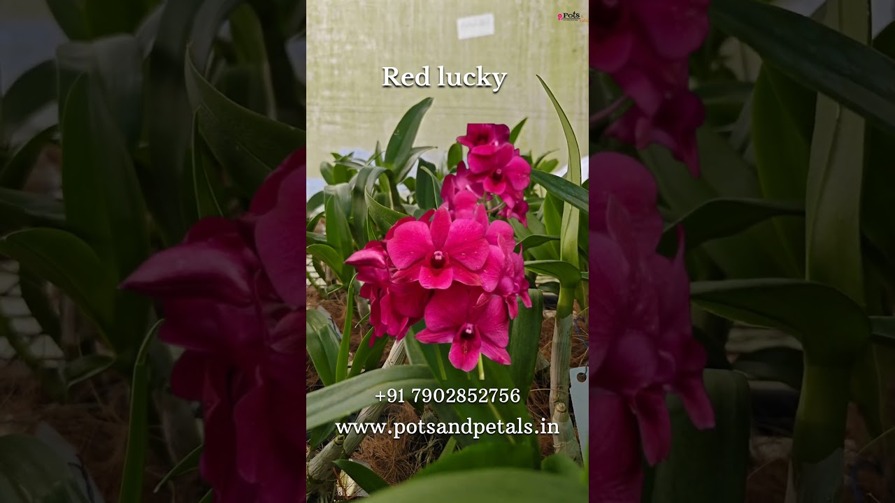 ❤️ Red Lucky Seedling – The Fortune Flame Orchid! 🔥🍀