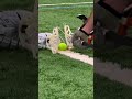 On the whistle