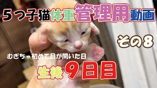 ５つ子猫の体重計測用動画その８（生後９日目）-Video for weighing five kittens, Part 8(9 days old) by  もっちニャンZoo 178 views 1 year ago 4 minutes, 1 second