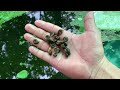 【夏祭り屋台】人生初の金魚すくいやってみたら...まさかの結果 Guppies, Mollies, Swordtail, Platys etc.