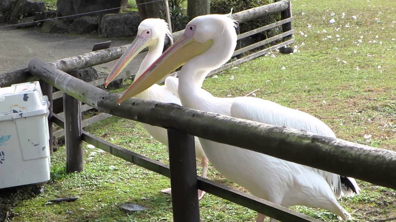 伊豆シャボテン公園の鳥たち お散歩アルバム 雨の長月