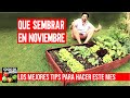 QUE SEMBRAR EN NOVIEMBRE 2020 🍅🌻 EL MEJOR MES!!! Que plantar en NOVIEMBRE Calendario de Siembra