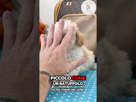 NILO — Maltipoo