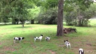 Teddy Roosevelt Terriers squirrel dare