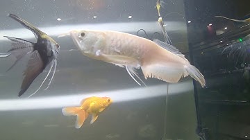 Ghép cá Rồng Kim Long và Ngân Long abino cái kết Thảm hại ...