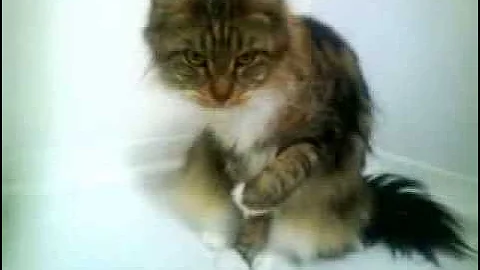 Watch the video about Bonita Maine Coon drinking water with her paw