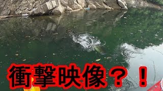 【バス釣り】バスの口から外れたルアーを他のバスが喰う瞬間【衝撃映像】？！