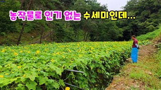 Download Lagu 농작물로 인기 없는 수세미지만... MP3 Download Lagu 농작물로 인기 없는 수세미지만... MP3