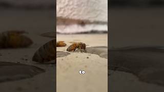 Did You Know Why Bees Are Given Sugar Water?