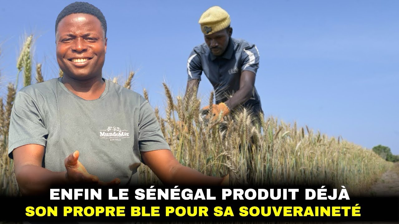 Enfin le Sénégal se lance dans la production de son propre blé.