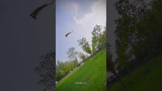 Amazing! Sugar Glider Flies & Lands Perfectly Using Its Gliding Membrane❤️❤️ #shorts #sugarglider