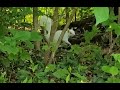 White Squirrel in Central New Jersey