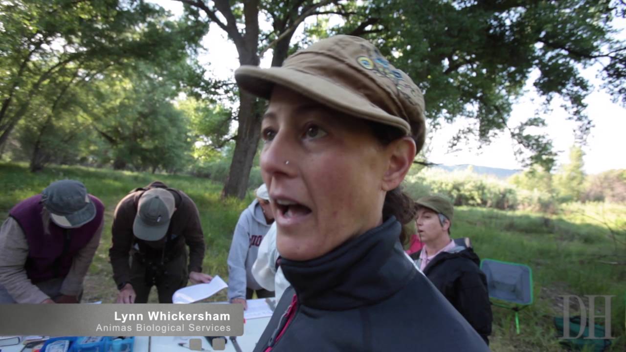 Researchers netting birds in the Oxbow Preserve