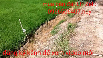 bán 13.công đất ruộng làm vườn huyện Tân thạnh giá bán 110tr cho 1công 1000m