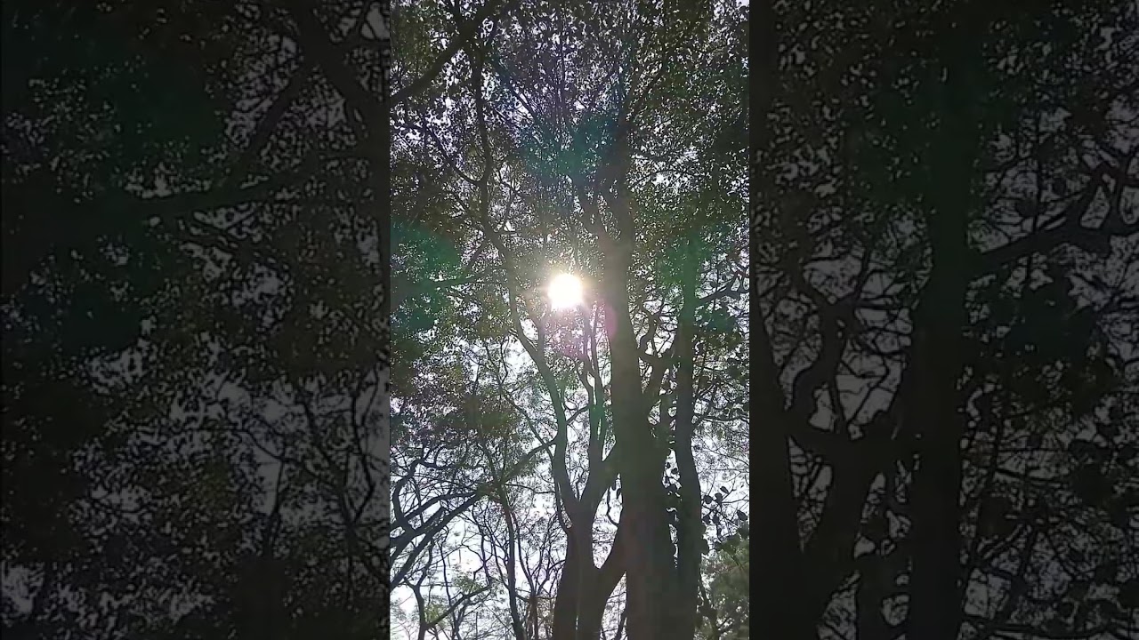 Embrace the sunshine - Stop Scrolling | Mindful Pause 