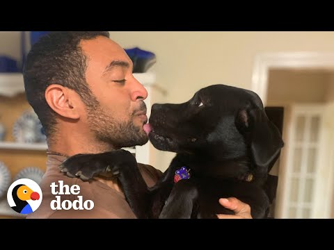 Video: Záchranný pes přijatý po 2.381 dny v útulku - někdy sny dělají pravdu