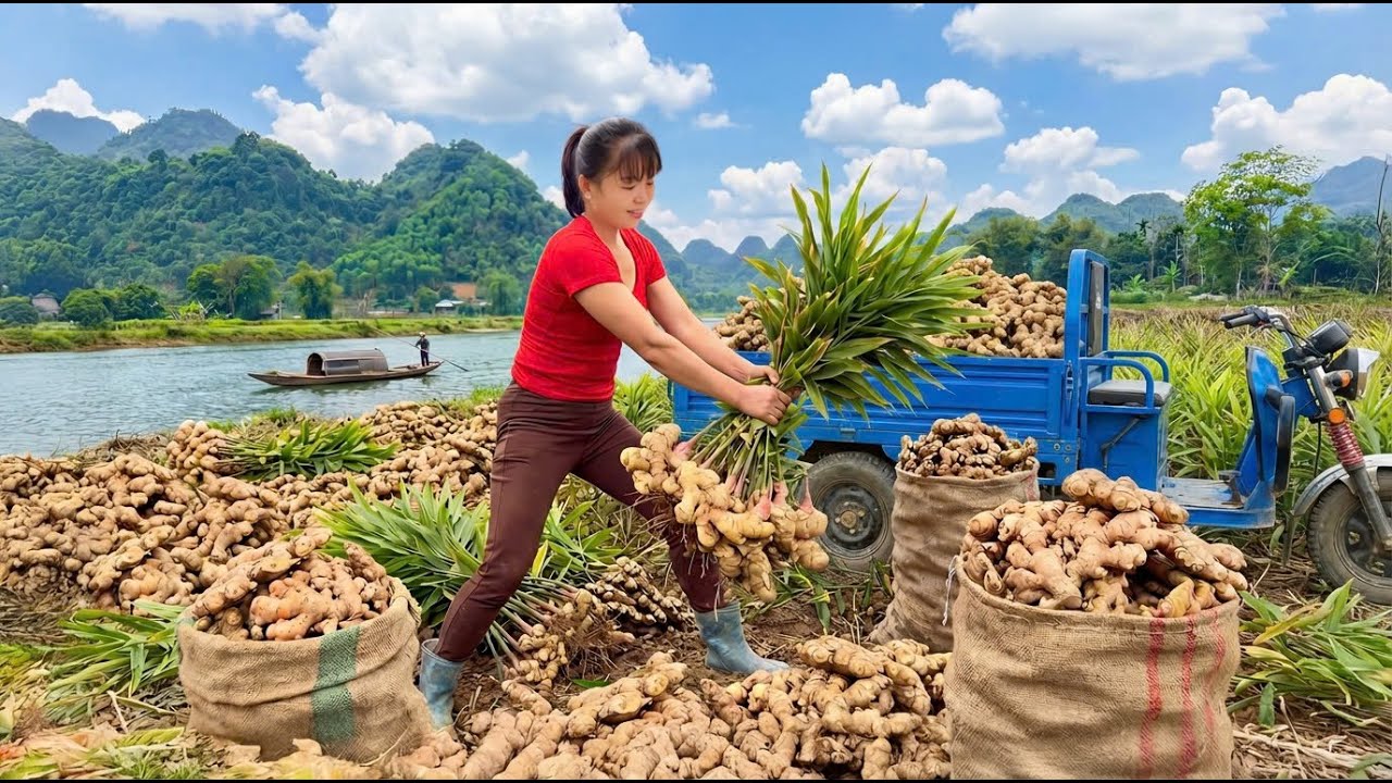 Rewind Timelapse -- Harvesting Giant Ginger - Moving To Market To SELL By 3-Wheeled Truck