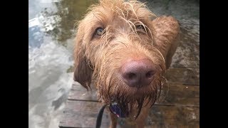 Riley  16 Month Old Wirehaired Hungarian Vizsla  6 Weeks Residential Dog Training