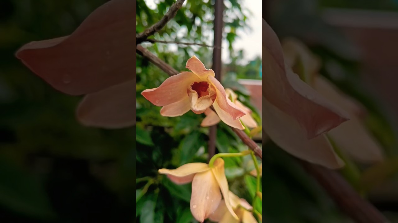 Rare Variety orchid blooming in my garden