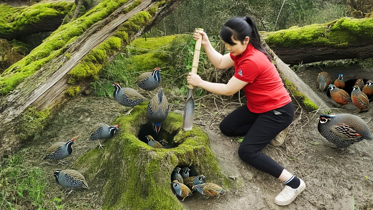 How To Harvest Quail Egg, goes to the market to sell - Harvesting and Cooking |Tieu Vy Daily Life