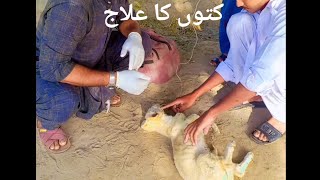 Dog Parvo virus (Phyta) Treatment &vomiting  by Dr. Fahed Tanveer kamboh 0302.9879188 0340.7001343