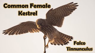 Common Kestrel ( Falco Tinnunculus ) shown hovering and perched ( 4k )  - Shot on Canon R5 by Darrell Towler 151 views 1 year ago 2 minutes, 40 seconds