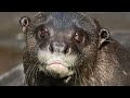 World Wildlife Conservation Day