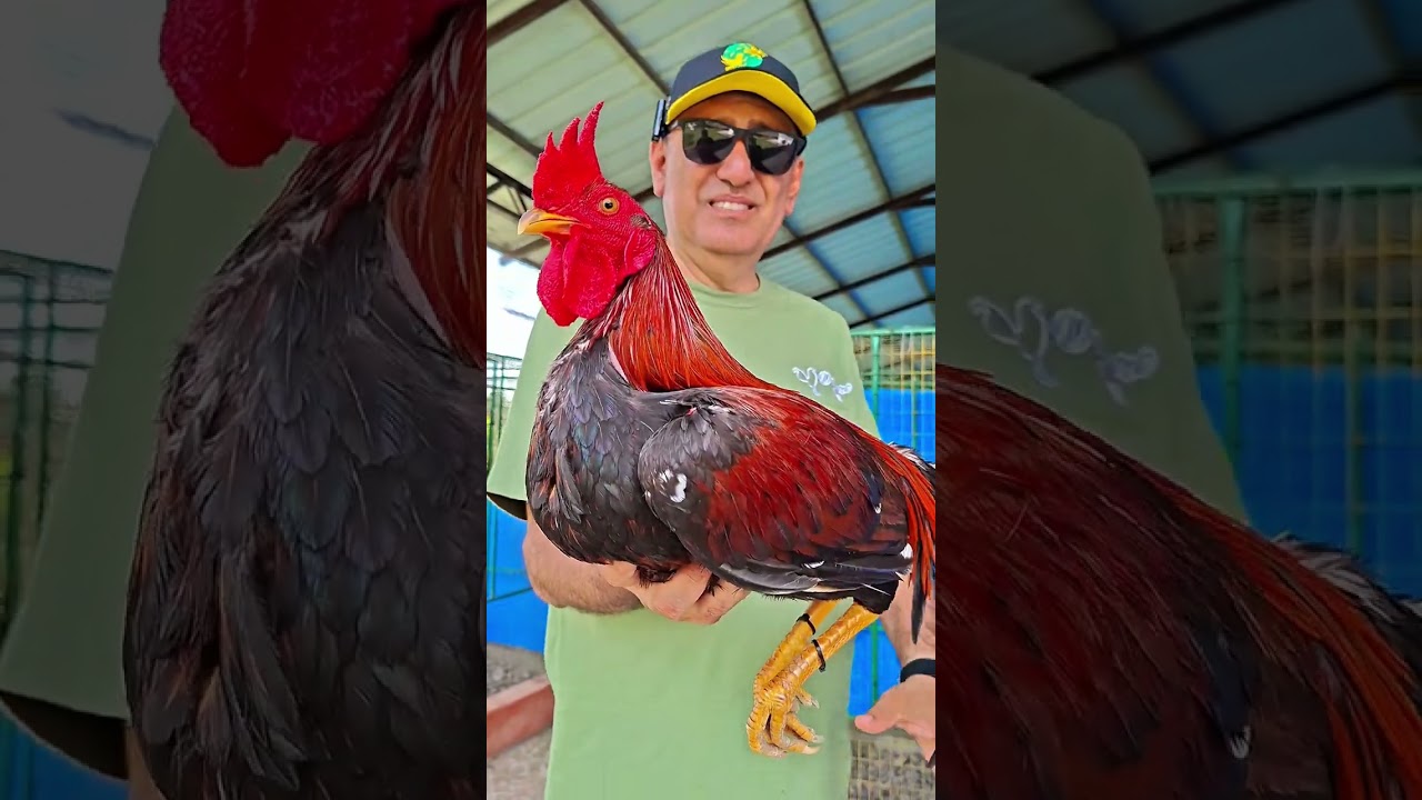 Desde Santo Domingo Ecuador el Cri@dero La Abuela 