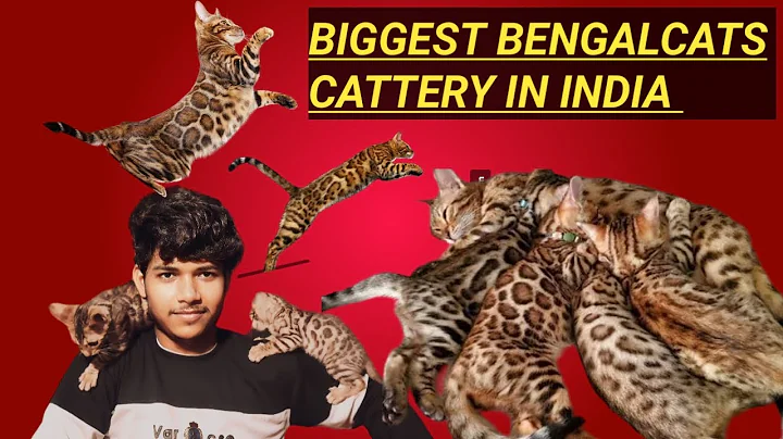 Video 4246321: bengal cat kitten, bengal cat water, bengal cat animals, bengalcats cattery, dog bengal cat, cat exotic, cat pets