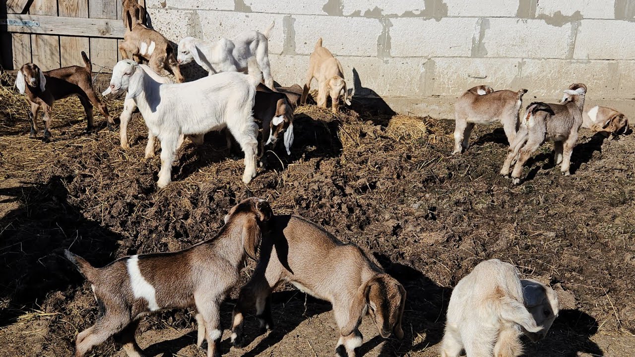 AM AJUNS UNDE MI-AM DORIT ÎN MATERIE DE CAPRE!!🙏🙏