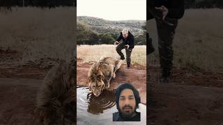 Lion vs man Funcraze moments ?? lion wildlife funny animals tiger animals shorts nature