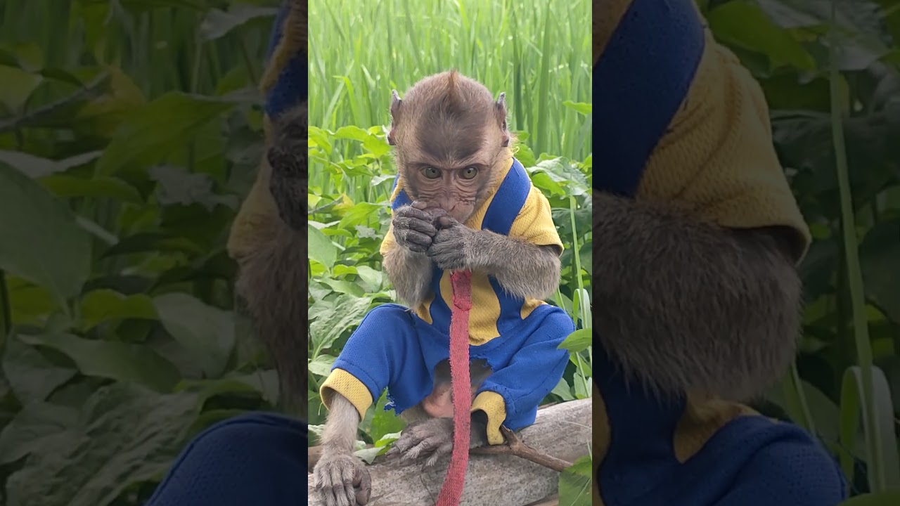 FUNNY MONKEY VIDIOS . 面白い猿のビデオ 👍😱 