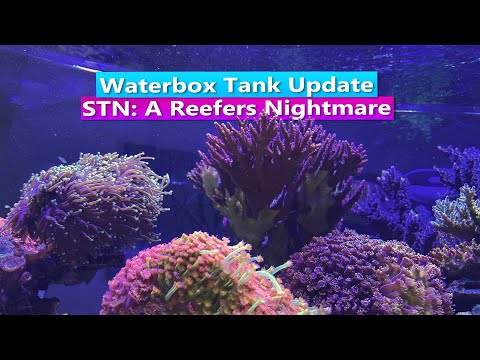 STN: A Reefing Nightmare - Waterbox Reef Tank Update