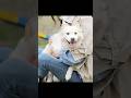 繁殖場から逃げ出した犬　子犬を失い、ショックで何も口にできなくなる #shorts #動物解説 #犬
