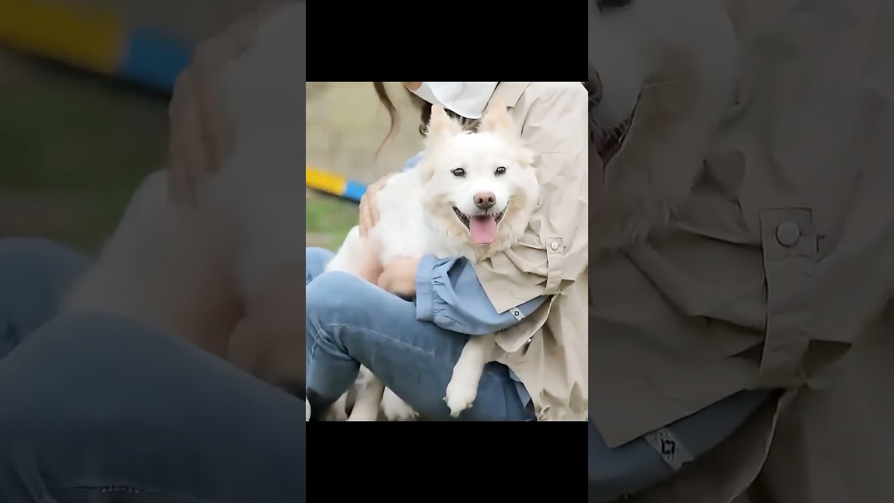繁殖場から逃げ出した犬　子犬を失い、ショックで何も口にできなくなる #shorts #動物解説 #犬