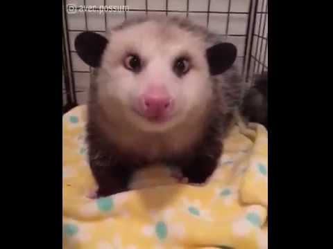 Βίντεο: Το Γερμανικό Opossum Cross-Eyed To Tip Oscar