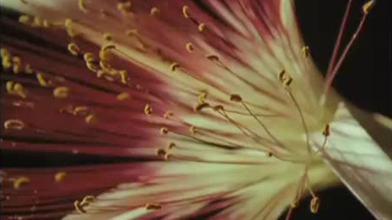 Night Flowering & Tiny Honey Bear Babies | Jungle Nights | BBC Earth