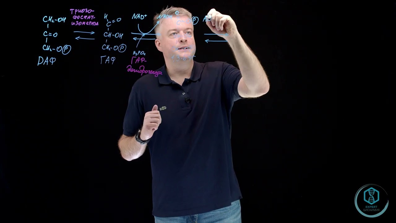 Рассмотрим Номенклатуру Ферментов на примере половины гликолиза.