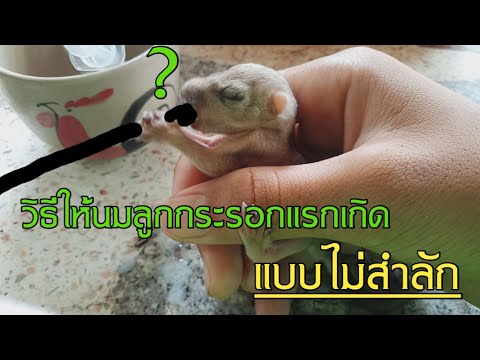 วิธีการให้นมลูกกระรอก แรกเกิด EP. 1 | สังเคราะห์เนื้อหาที่เกี่ยวข้องกระแต กิน อะไร เป็น อาหารที่ถูกต้องที่สุด